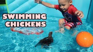 Swimming Chickens #raisingchickens