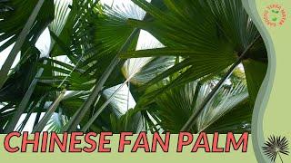 CHINESE FAN PALM Information and Growing Tips! (Livistona chinensis)