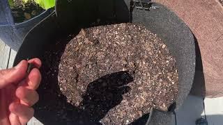 Potting Soil That Lasts! Espoma Organic Potting Mix Review