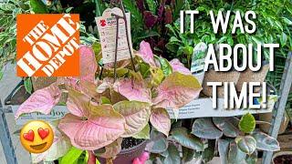 Chameleon ZZ, Stunning Ficus Varieties, & Calatheas! Home Depot Plant Shopping!