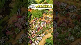 6월 수국 축제 율봄식물원 수국정원 
