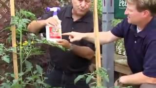 Keep tomato plants healthy