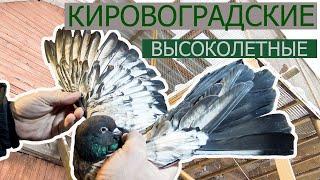 ГОЛУБЕВОДЫ РОССИИ. ФИЛЬМ 1 – "Кировоградские высоколетные Евгения Зайцева"