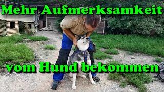 Mehr Aufmerksamkeit vom Hund bekommen, durch konsequente Hundeerziehung / Nature Trails