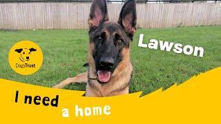 Lawson the gorgeous German Shepherd | Dogs Trust West Calder