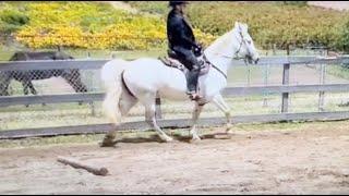 The Step Pace - What Is It? And Is It Ok To Do?  Gaited Horse Training