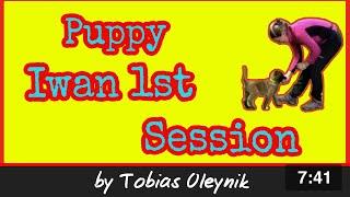 Puppy Iwan 1st ever training session | Online Dog Training by Tobias Oleynik