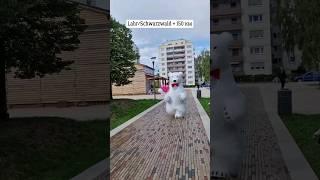 Заказать поздравление в Германии