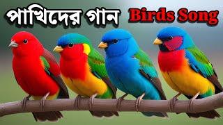 ️পাখিদের গান | Birds Song | Nursery Rhymes & Kids Songs