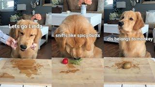 ASMR Dog Reviewing Different Types of Food - Tucker Taste Test 7