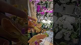 Орхидея "матрац"#орхидеи #оранжерея #flowers #орхидеицветут #цветы#orchid #greenhouse #phalenopsis