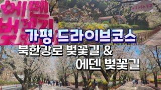 가평 드라이브코스 북한강로 벚꽃길 & 에덴 벚꽃길 축제 현재상황 미리보기