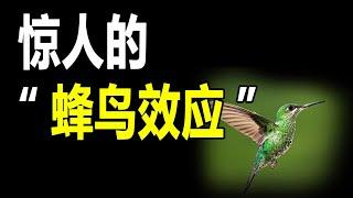 惊人的“蜂鸟效应” | 有錢人談思維#有錢人思維 #破局思維 #思維 #成功