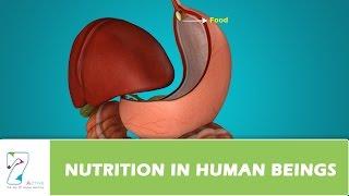 NUTRITION IN HUMAN BEINGS