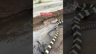 The Fascinating World of Snakes" #snake #snakesaver #reels #shortvideo