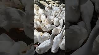 베트남 오리 슨상님 근황 #덕스탑 #베트남 #퐁냐케방 #오리농장 #vietnam #오리 #duckstop #duck #phongnha