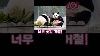 아여사의 단호함!#아이바오 #루이바오 #후이바오
