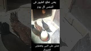 طلعت الطيور على. السطح اول ما طلعوا حصلت حاجه غربيه