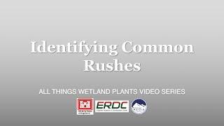 Identifying Common Rushes