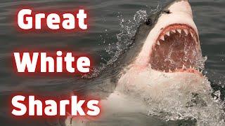 Great White Sharks: 10 Interesting Facts