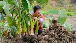 拔出一个个大槟榔芋，炖肉煲汤再做两种香芋饼，粉糯酥脆香甜蓬松|Pinang-Taro【闽湖阿嬷Fujian Grandma】