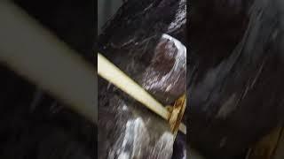 Mushroom jazz