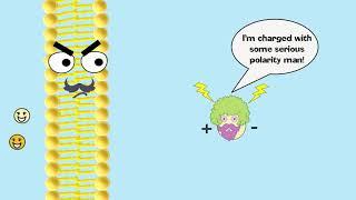 Facilitated Diffusion Explained