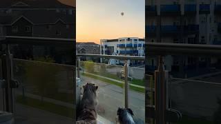 Dog vs. hot air balloon