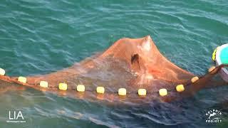 Bottlenose Dolphins Captured for the Aquarium Trade