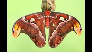 Atlas Moth transformation from Caterpillar to Pupa to Moth