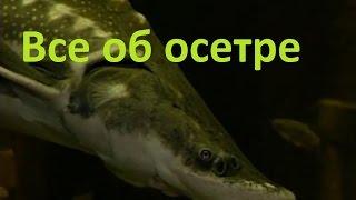 Диалоги о рыбалке - 192 - Осетр.