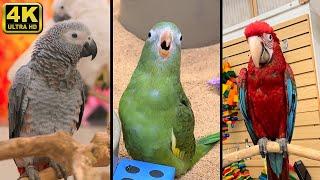 "World's Largest Exotic Bird Store" - Bird Paradise, Burlington NJ