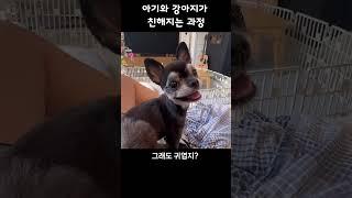 아기와 강아지가 가족이 되는 과정 #애개육아 #아기와강아지
