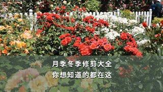 【海媽園藝課堂14】月季冬季修剪大全，你想知道的都在這 | Time to Get Ready for Roses Winter Pruning