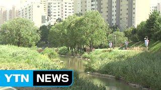 [부산] 부산 온천천 주변 명품거리 조성 추진 / YTN (Yes! Top News)