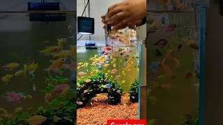 Fish aquarium #fish #shortsvideo #youtubeshort #worldenvironmentday #viralvideo