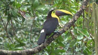 COSTA RICA WILDLIFE PART 2 A WILDLIFE ODYSSEY #costarica #birding #birds #wildlife #insects #nature