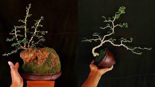 INSPIRASI BONSAI MAME AND SMALL | part 14