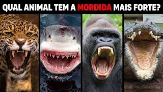 10 MORDIDAS MAIS FORTES do reino animal