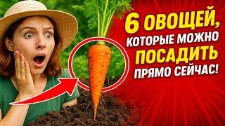 6 Овощей, Которые Можно Посадить Прямо Сейчас Для Второго Урожая!