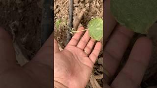 Sonbaharda serada hıyar ekilir mi; grow cucumber in green house in autumn