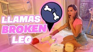 My CRAZY LLAMA FELL & BROKE Her LEG !! WHAT HAPPENED ?!