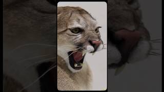 Aggressive Mountain lion or cougar l.