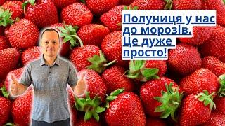 Полуницю навіть у вересні збираємо килограмами з двох квадратних метрів!