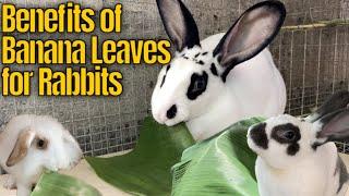 Benefits of Banana Leaves for Rabbit