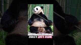 러바오 갑자기 왜 그래?#러바오 #아이바오 #푸바오
