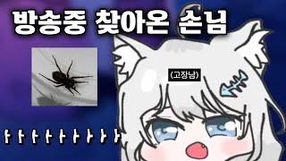 나츄 VS 거미 ️