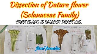 Dissection of Datura flower ( Solanaceae Family) Cbse class XI biology practical