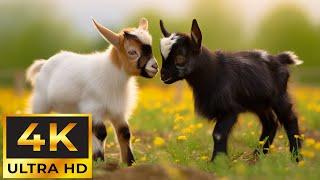 4K Wild Babies - Calming Music In Nature Scenes, Cute Baby Animals Video For Relax, Study, Work