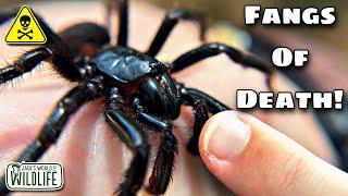 How DEADLY Is The BITE Of The FUNNEL WEB SPIDER Really?!